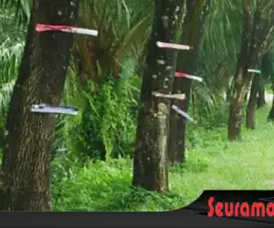 Limbah Kayu Bekas APK Caleg Masih Menempel di Pohon