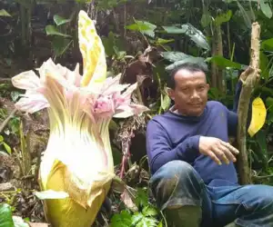 Warga Abdya Temukan Bunga Bangkai di Gunung Blangpidie