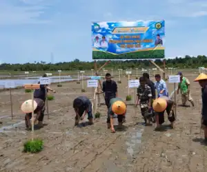 Pemkab Abdya Lakukan Uji Multi Lokasi Varitas Lokal “Sigupai”