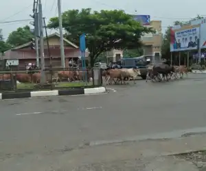 Lembu Berkeliaran di Jalan, Pengendara Terancam
