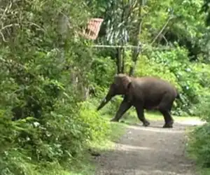 Gajah Obrak Abrik Kebun dan Rumah Warga