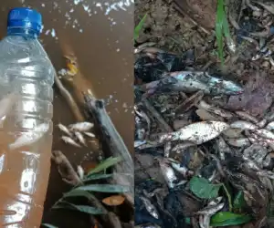 Diduga Tercemar Limbah, Ikan-Ikan Mati Mengapung di Krueng Alue Gajah