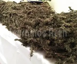 Polisi Amankan 1 Kilogram Ganja, Pemilik Masih Buron
