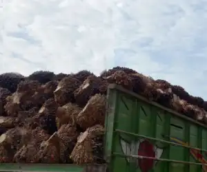 Harga Sawit di Subulussalam Anjlok ke Angka Rp 500/Kg, Petani Menjerit
