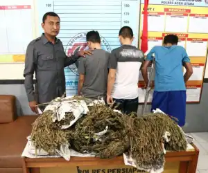 Tahun 2018, Kasus Narkoba di Aceh Utara Meningkat