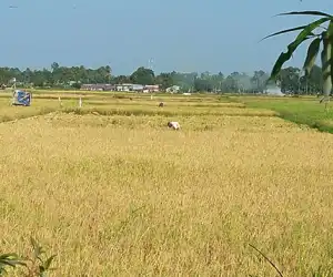 Suplai Air Tidak Maksimal, Produksi Padi Menurun?