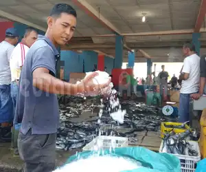 Tangkapan Ikan Meningkat, di Meulaboh Es Balok Langka