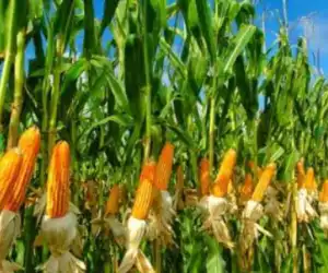 Sulit Pemasaran, Petani Nagan Raya Enggan Menanam Jagung