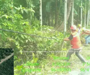 Kabel Hitam Milik PLN di Abdya Ancam Keselematan Warga