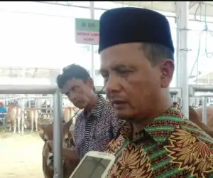 Kadistanak Aceh: Populasi Kerbau Rawa Semakin Berkurang