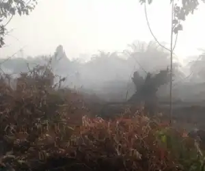 IPMB Desak Pemkab Aceh Barat Usut Tuntas Kasus Pembakaran Hutan