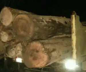 Bawa Kayu Gelondongan Tampa Dokumen, Supir dan Truk Diamankan Polisi
