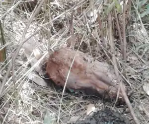 Diduga Dimangsa Harimau, Warga Temukan Sapi Tinggal Kepala