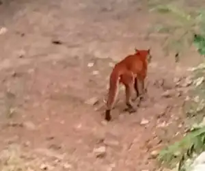 Kucing Emas Yang Ditemukan di Trumon Tengah Dievakuasi