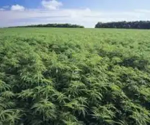 Satu Hektare Ladang Ganja Ditemukan Prajurit TNI di Sumsel