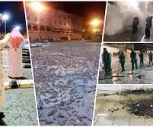 Fenomena Langka : Masjidil Haram Diserbu Ribuan Serangga