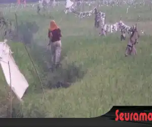 Serangan Burung Pipit Resahkan Petani Abdya