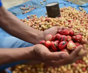 Dalam Tiga Bulan Terakhir Harga Pala di Abdya Terus Anjlok