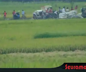 Hasil Panen Menurun, Petani di Abdya Mengeluh