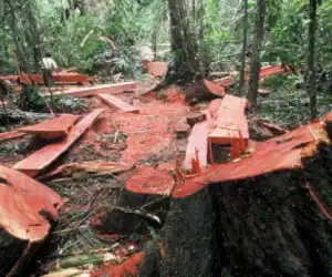 WALHI Minta Pelaku Pembalakan Liar di Aceh Tenggara Ditangkap