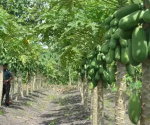 Warga di Ajak Budidayakan Pepaya Madu