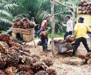 Besok Petani Sawit Darul Makmur dan Tripa Makmue berunjuk Rasa?