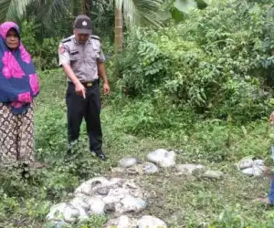 Pencurian Ternak Modus Baru Terjadi di Aceh Utara