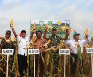 Dandim Aceh Timur Panen Jagung Perdana