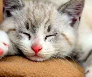 Saat Kucing Bermalas-Malasan, Yok Lihat Aksi Lucu Mereka