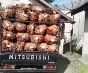 Harga Sawit Terjun Bebas, Bupati Nagan Raya Diminta Turun Tangan