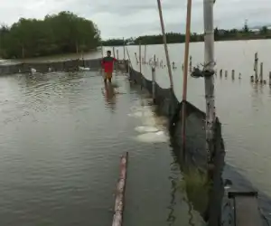 Puluhan Tambak Udang Milik Warga di Abdya Terendam Luapan Air Sungai