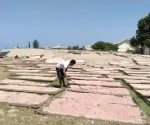 Nelayan Tradisional di Abdya Lagi Panen Udang Rebon