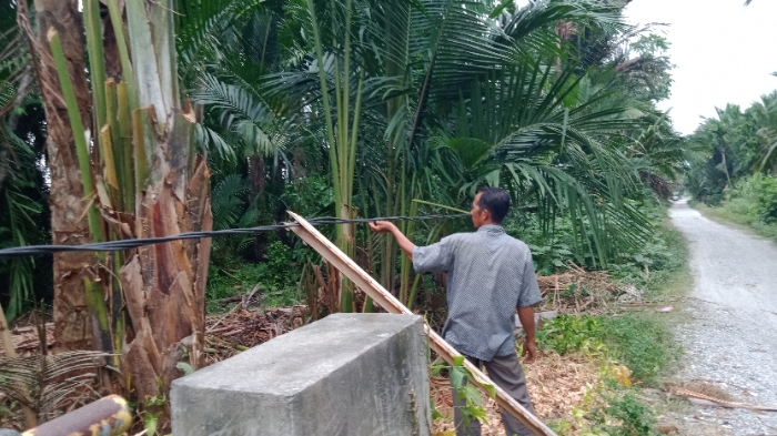 Kabel Listrik Milik PLN di Ladang Tuha I Abdya Ancam Keselamatan Warga