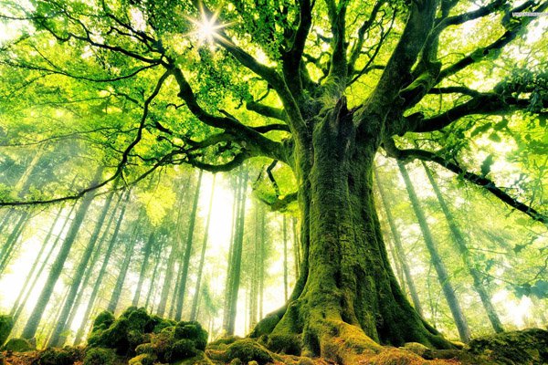 Inilah Kalimat Yang Setara Dengan Satu Pohon di Surga