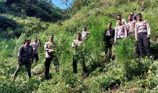 Kembali Tanaman Haram Ganja Ditemukan di Aceh Besar