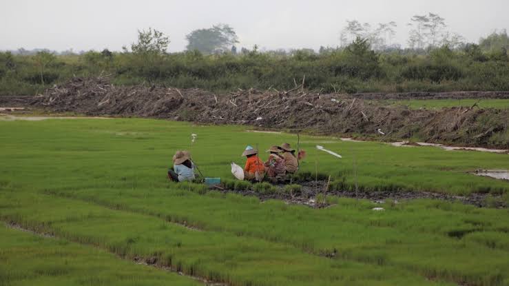 Pusat Tidak Alokasi Kuota Cetak Sawah Baru di Aceh Jaya