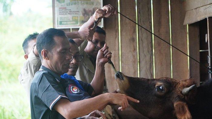 Cegah PMK, Dinas Pertanian Sosialisasi dan Cek Kondisi Ternak