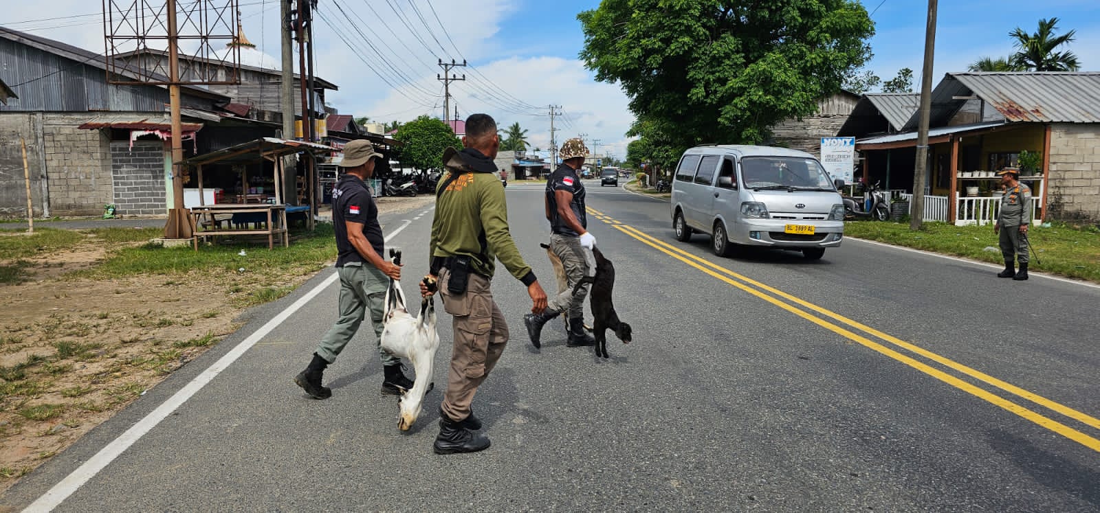 Satpol PP Aceh Jaya Kembali Jaring 20 Ekor Hewan Ternak