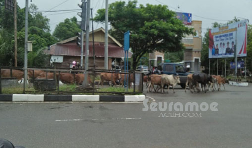 Pemilik Ternak Siap-siap Hewan Piaraan Ditangkap dan Didenda