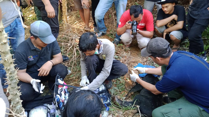 BKSDA Evakuasi Beruang Madu Yang Terjerat Perangkap Babi di Abdya