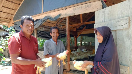 Ayam Potong Bantuan Desa Untuk Janda di Tokoh II Abdya Membuahkan Hasil
