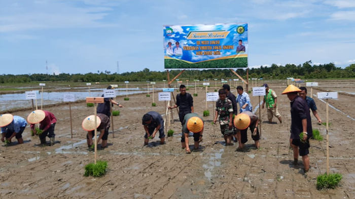 Pemkab Abdya Lakukan Uji Multi Lokasi Varitas Lokal “Sigupai”