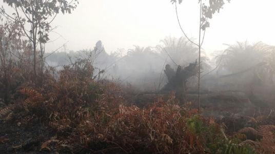 IPMB Desak Pemkab Aceh Barat Usut Tuntas Kasus Pembakaran Hutan