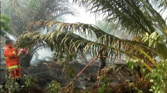 Kebun Sawit Milik Warga di Kecamatan Kuala Batee Abdya Terbakar